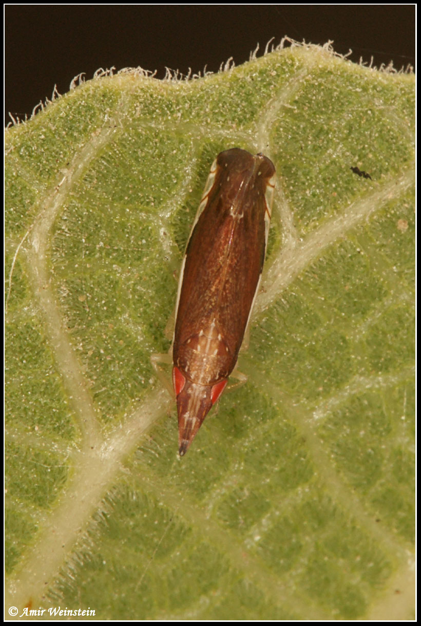 Homoptera  d''Israele:  Cicadellidae, cfr  Deltocephalinae